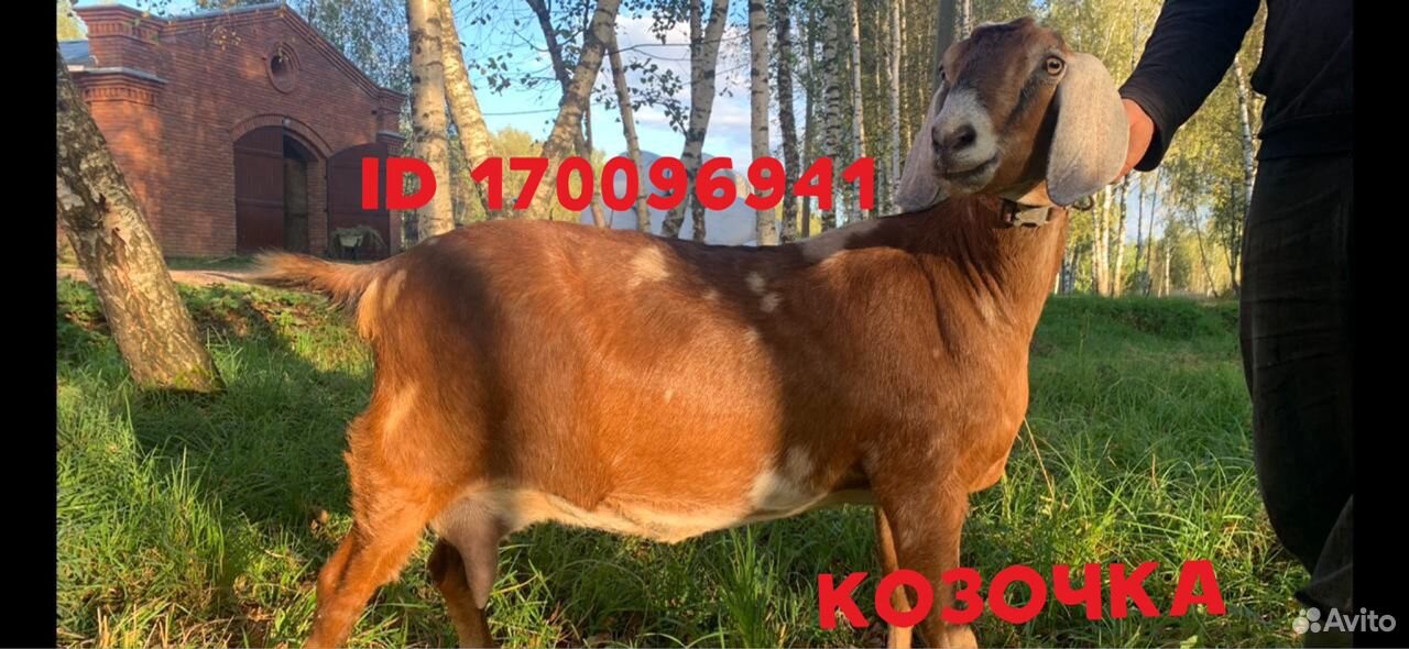 Коза англо-нубийская 100 (с козлятами)