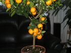 Лимон и мандарин деревья объявление продам