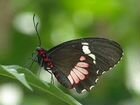 Живые бабочки из Филиппин Everes argiades объявление продам