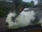 Кролики и мясо кролика объявление продам