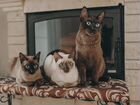 Тонкинские котята объявление продам