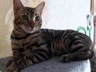 Продам кота(мальчик) бенгальской породы объявление продам