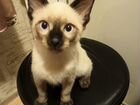 Сиамский котенок объявление продам