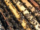 Пчелы, Матки племенные карпатской породы объявление продам