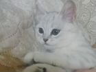 Котенок девочка шотландской породы бесплатно объявление продам