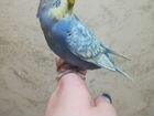 Самочки и самцы волнистых попугаев редкие окрасы объявление продам