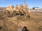 Верблюды ишаки  объявление продам