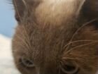 Красавец кот Василий 3г ищет дом объявление продам