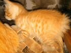 Продается котенок курильского бобтейла объявление продам
