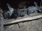 Кролики домашние объявление продам