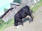Обменяю корову на кабылу объявление продам