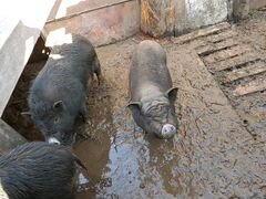 Въетнамские свиньи