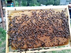 Пчелопакеты, пчелосемьи Рут и Дадан