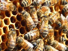 Пчёлы зимовалые, пчелопакеты Дальневосточные