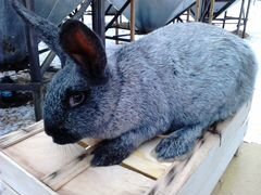 Кролики чистопородные-советское серебро