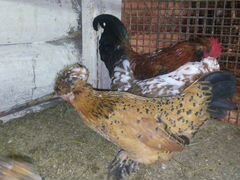 Инкубационное яйцо Алтайской бентамки и цыплята