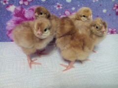 Цыплятки Ломан Браун