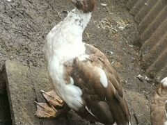 Селезень мускусной утки(индоутки)