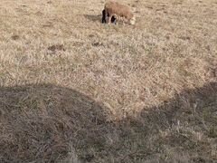 Овцематка с ягненком