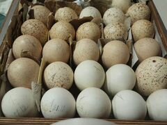 Куриное инкубационное яйцо