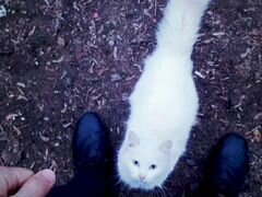 Белая кошка,хорошие руки