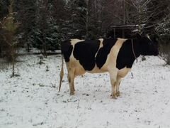 Корова и телёнок черно-пестрой породы