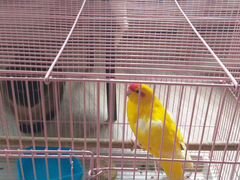Попугай породы Какарик 2 года