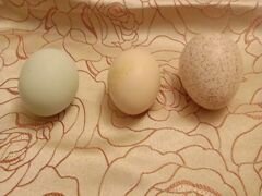 Продам яйцо для инкубации