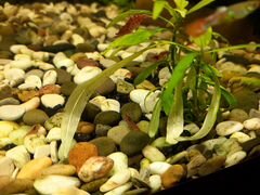 Креветки и аквариумные растения