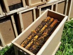 Пчёло-пакеты (Карпатка 3+1)
