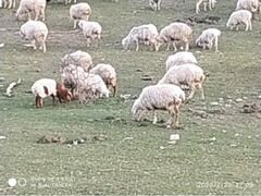Продается овцы