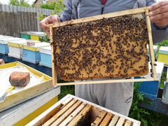 Продам пчелопакеты на апрель 2020г