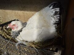 Яйцо инкубационное Брама- светлая Калумбийская