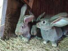 Кролики Фландр