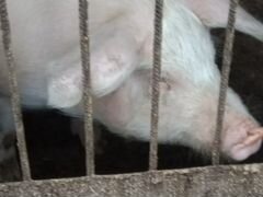 Свиньи живым весом