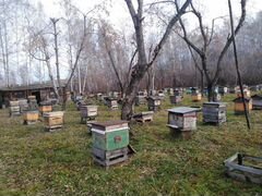 Пчелопакеты-пчелосемьи