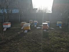 Пчелы (полностью семьи и материалы)