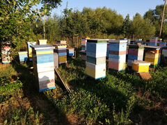 Продам 30 семей пчел с ульями