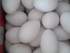 Гусиные яйца для инкубации