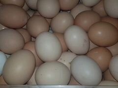 Инкубационное яйцо породы брама