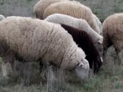 Овцы,матки с ягнятами