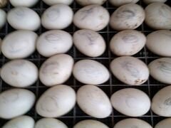 Продам инкубационные яйца на заказ от домашних кур