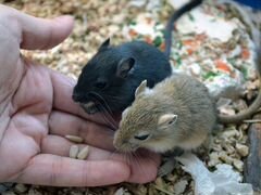 Песчанки мышки-сестрички