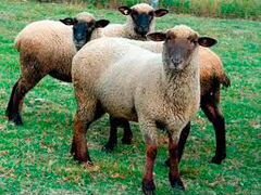 Молодой барашек и две молодых овцы