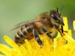 Пчелы и пчелосемьи