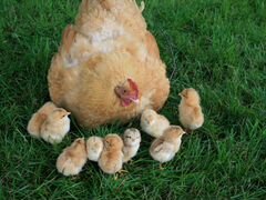 Цыплята и яйцо инкубационные разных пород