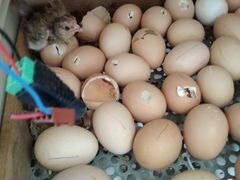 Инкубационное яйцо кучинской юбилейной