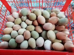 Яйцо инкубационное купить в Клину
