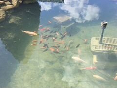 Рыбки в пруд