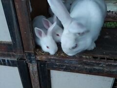Кролики белый паннон и французский баран